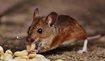 24 Hour & Emergency Exterminators in Clovis, NM
